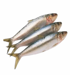 Sardines / तारली